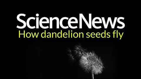 How dandelion seeds fly | Science News