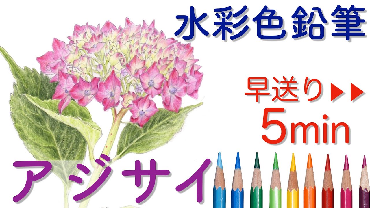 アジサイ 色鉛筆で描く はじめての植物画