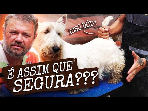 ABSURDO, ELE PUXA O CACHORRO PELO RABO! | A CASA DOS BICHOS