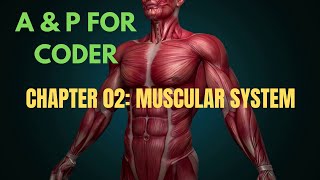 ANATOMY & PHYSIOLOGY FOR CODERS  - CHAPTER 02: MUSCULAR SYSTEM.