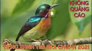TIẾNG XANH TÍM MỒI CHUẨN NHẤT 2021- 1 HOUR- KHÔNG QUẢNG CÁO