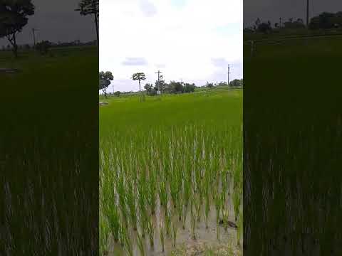 #farming #agriculture #love #farmer #@yadav_ gari_ ammayi_27☘️🍀🌼🌻🏵️💮🌸🪷🌺