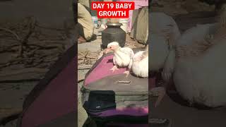 baby growth day by day 19 day ka chuja # viral video #