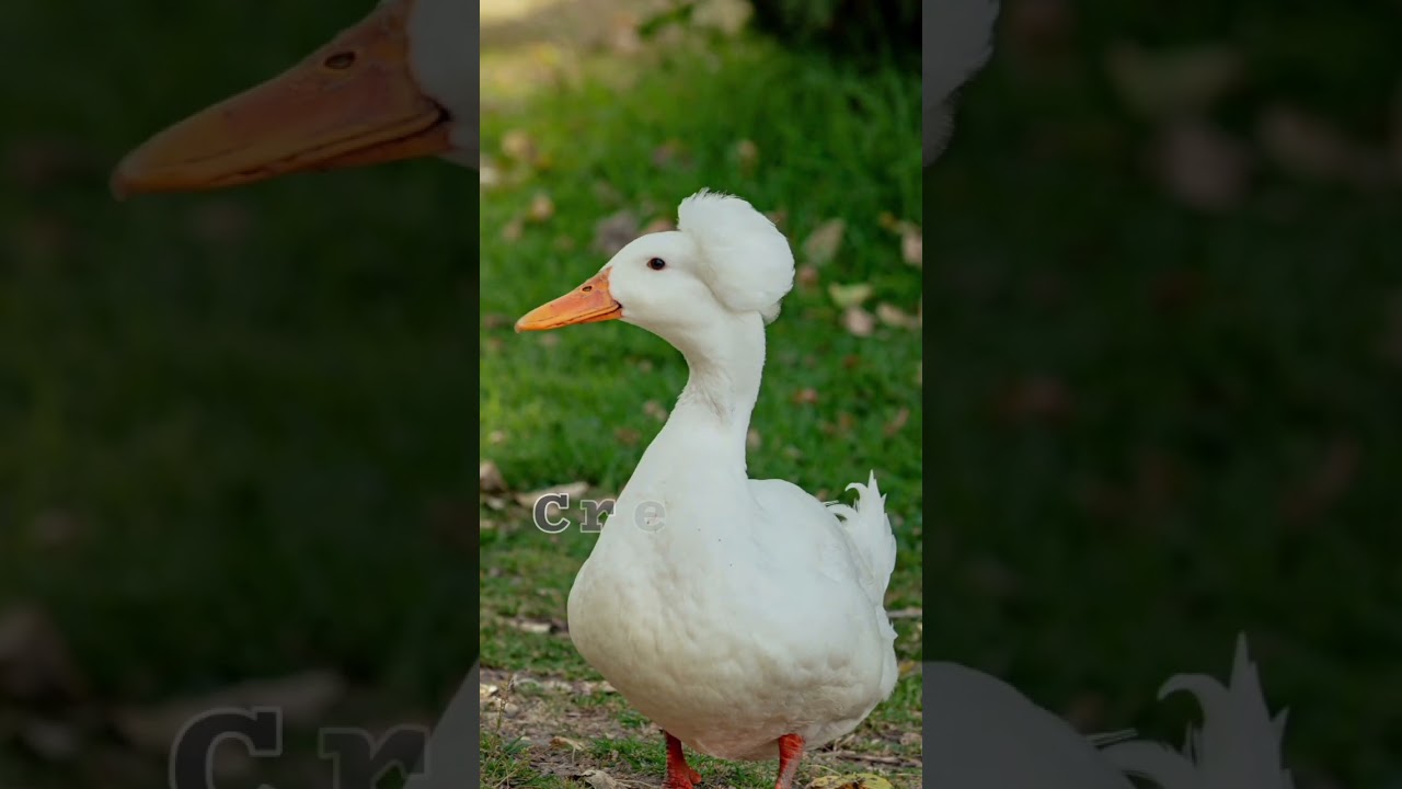 5 most beautiful ducks breeds
