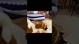 Funny Akita Is An Ideal Assistant For The Housewife In Cleaning