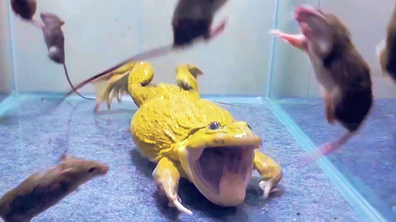 praying mantis trying to eat a frog/ Pacman frog , African bullfrog【LIVE FEEDING】