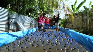 Starting a DUCK FARMING business! Newly hatched DUCKLINGS & Newly build Azolla tank ( Water source )