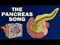 Pancreas Anatomy and Function Quiz