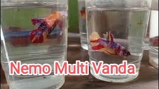Hasil kawin silang cupang mg vanda dengan cupang nemo. @124bettafish