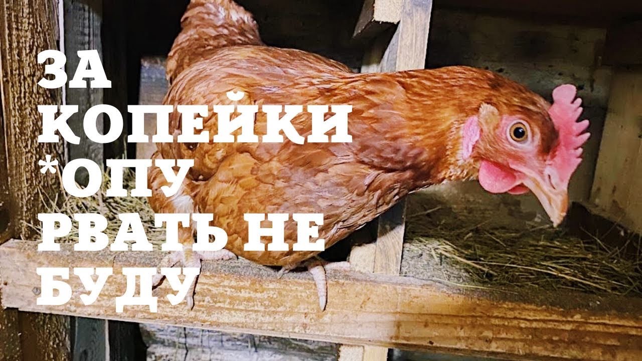 Посчитал стоимость домашнего куриного яйца - YouTube