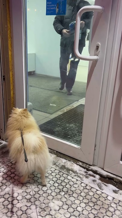 Бежит с радостью 🐩 #собака #собаки #собчак #покупки #любитель - YouTube