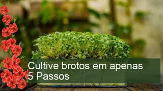 Cultive brotos em apenas 5 Passos