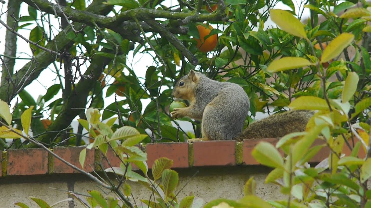 Squirrel eating guava YouTube