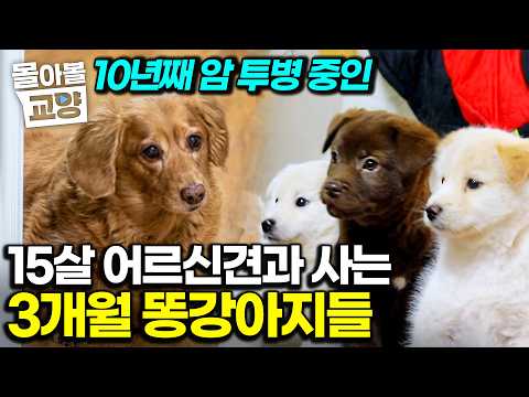 "I Took In Abandoned Pets, and Now There Are 11?"｜Warm Souls That Healed the Grief of Losing a Li...