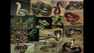 Superb Collection Of Snakes In  Mysore Zoo , Rare Snakes   Exotic Snakes ,  Mysore Tourism