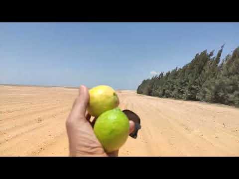 وادى النطرون 200 فدان الوادى الفارغ بعد استصلاح الارض للتقسيم والبيع باذن الله