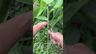 Wild Reed Leaves, Nature's Food Wrapper 🌿