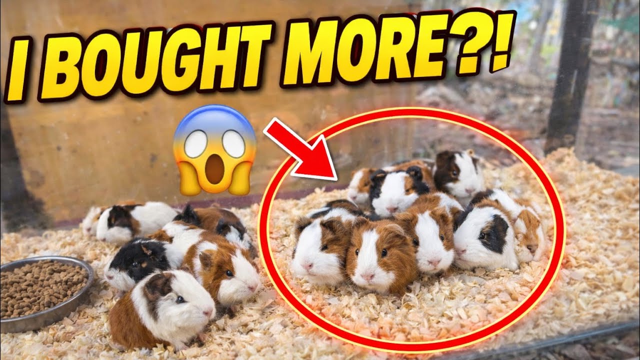 Добавляю ЕЩЕ морских свинок на свою ферму 🔥 #миниферма