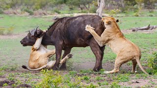 Lion Attack Buffalo In The Wild