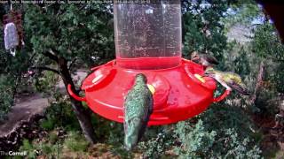Female Calliope Hummingbird Visits the West Texas Hummingbird Feeder