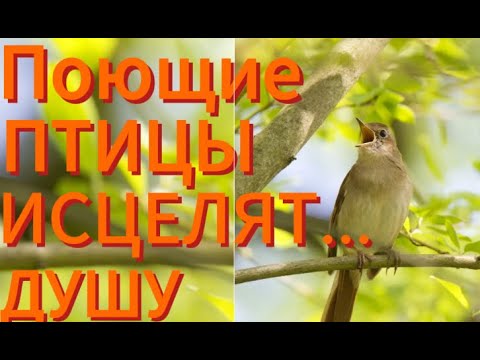 Божественно Чарующее Пение