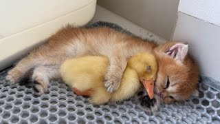 So cute! A kitten and a duckling live together, relying on each other for survival.😂