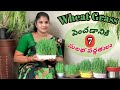 100% మంచి ఫలితాలతో ఇంట్లో సేంద్రీయ పద్ధతిలో వీట్‌గ్రాస్‌ను పెంచుకోండి|7 best ways to grow Wheatgrass