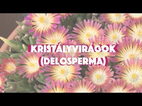 Video: Delosperma Zamračené