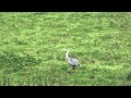 Reiger poept en vliegt weg