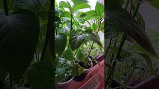 #shorts #russia #ukraine #belarus #serbia #bulgaria #bosnia #slovenia #slovakia #poland #czechia