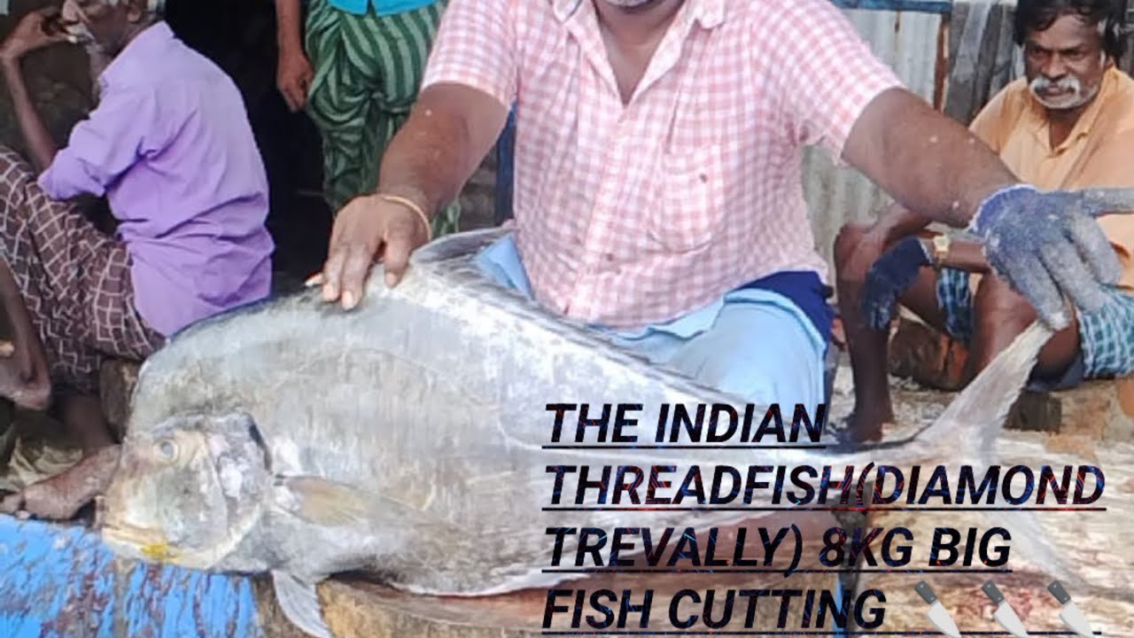 The Indian threadfish(diamond trevally) 8kg big fish cutting 🔪🔪🔪 - YouTube