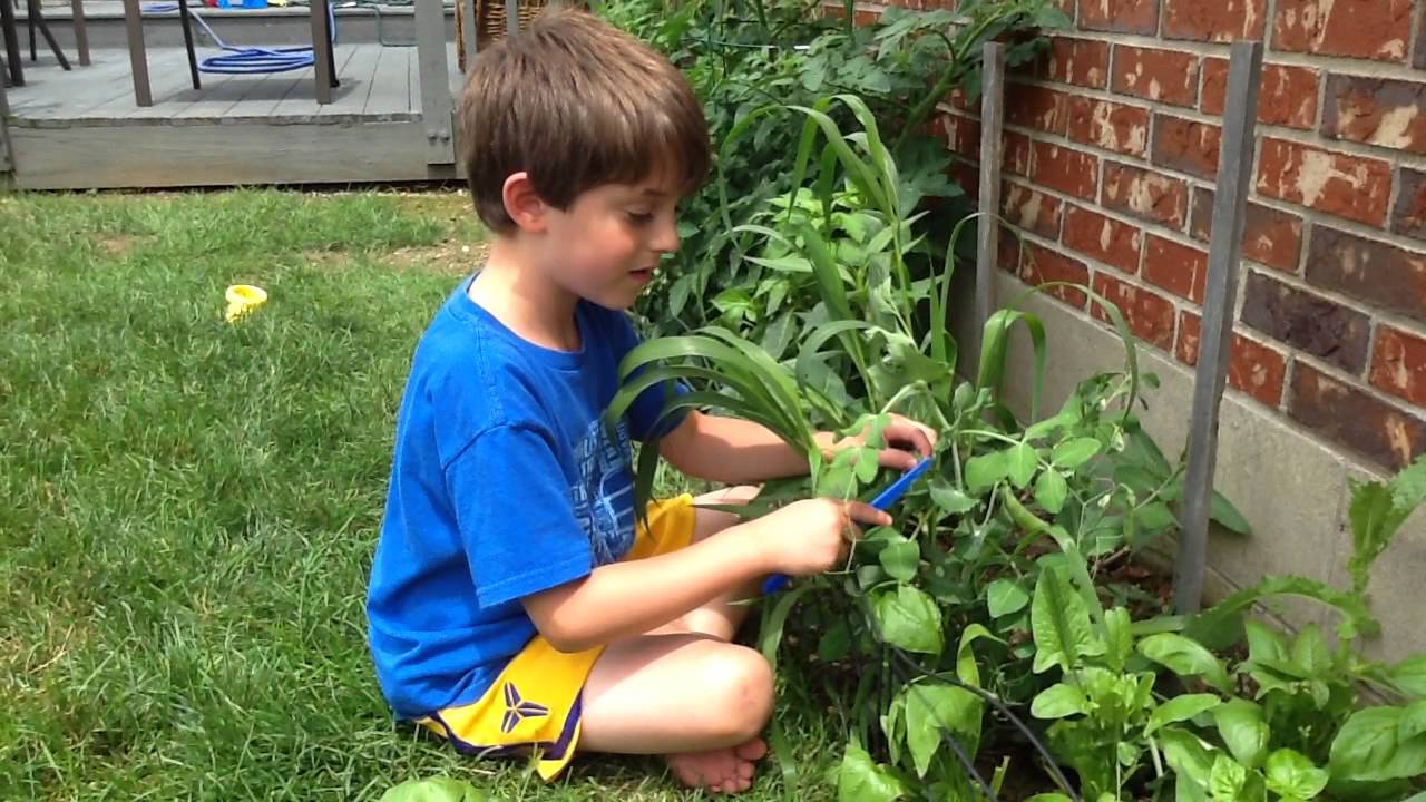 Kids Gardening Tips by Blake...picking peas - YouTube