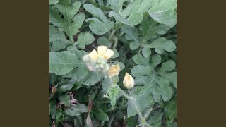 Download Lagu Tak Ingin Terulang MP3