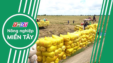 Nông dân vùng đầu nguồn Đồng Tháp thu hoạch lúa, đón mùa nước nổi | Nông nghiệp Miền Tây