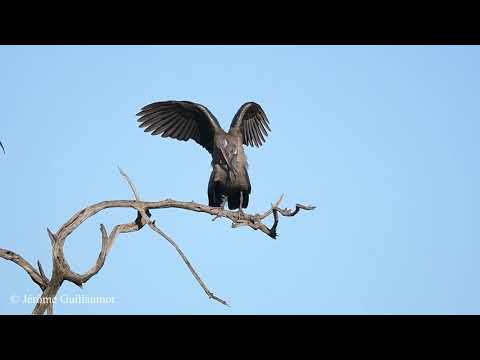 Ibis courtship in Masai Mara