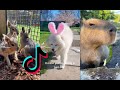 Cute Animal Tik Toks To Make Your Heart Sing With Joy