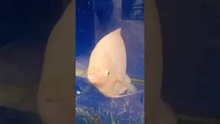 ikan gurame putih cantik || #shorts #youtubeshorts #ikan #gurame #putih #cantik @meleaqueenchanel