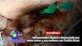 Vídeo para Influenciador Digital é denunciado por maus tratos a um cachorro em Teófilo Otoni
