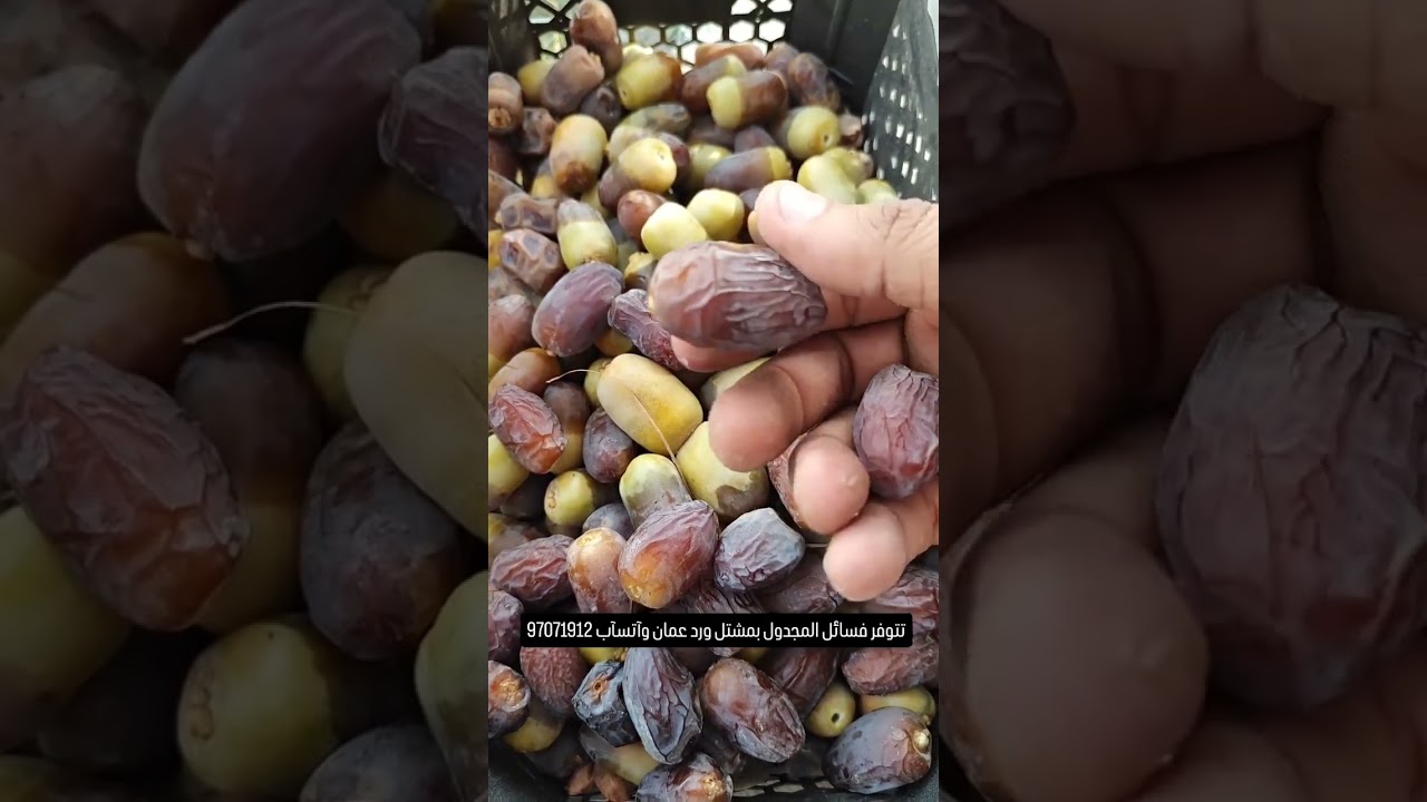 نجاح صنف المجدول (المجهول)🌴 متوفر فسائلة بمشتل ورد عمان
