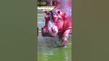 Правда ли, что бегемоты потеют кровью? 🦛 #биология #егэ #егэ2023 #огэ #biology #shorts