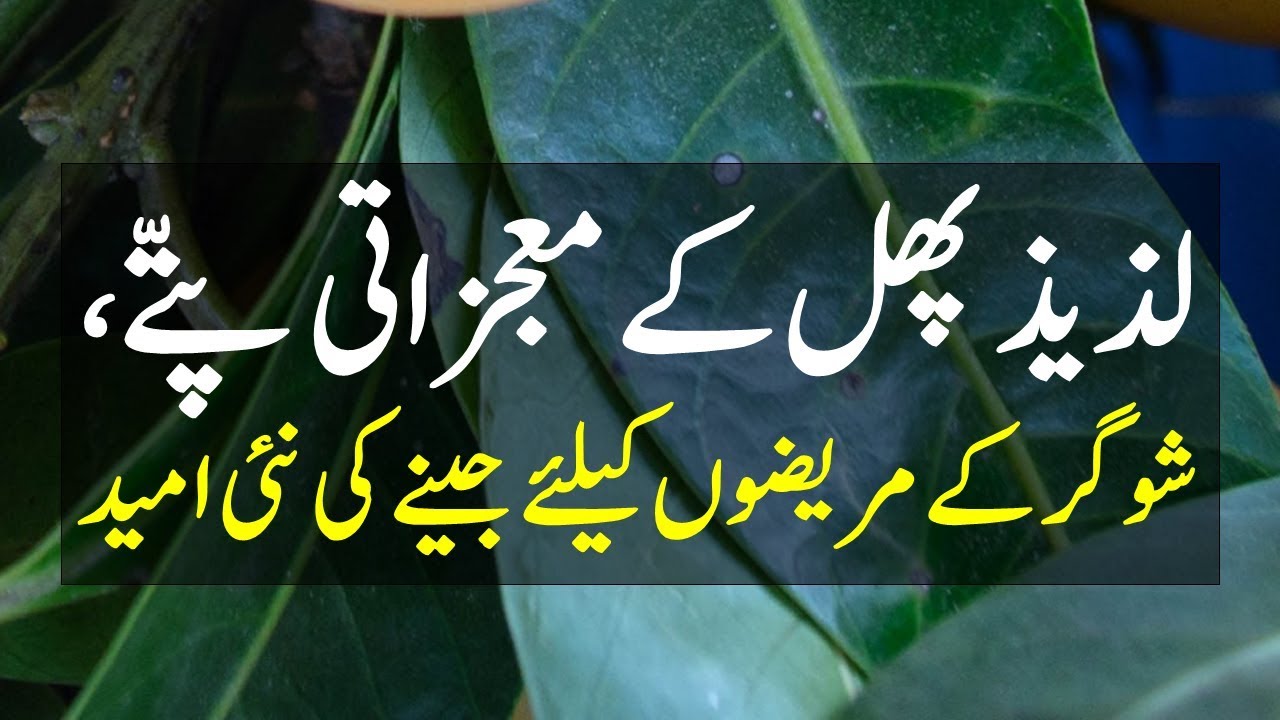 How to prepare mango leaves for diabetes? YouTube