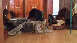 Безмятежный кот|Serene cat