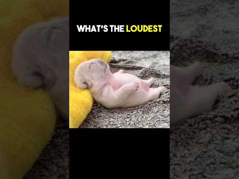 Video: Pittie Puppy yrittää hänen Darndestin nousta ihmisen vuoteeseen, epäonnistuu innokkaasti