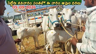 పెబ్బేరు శనివారం సంతలో ఈ వారం ఆవుల ధరలు  | Pebbair cow market | cow prices | 05-09-2026 @purnafarms 