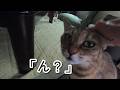 父「ご飯食べるか？ん？」娘猫「うん」夏の日の何気ない会話