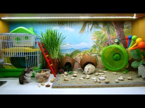 Video: Milline Hamster Lapsele Valida
