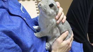 うさぎさんがやたらと絡んでくるので、なでなでして抱っこしたった