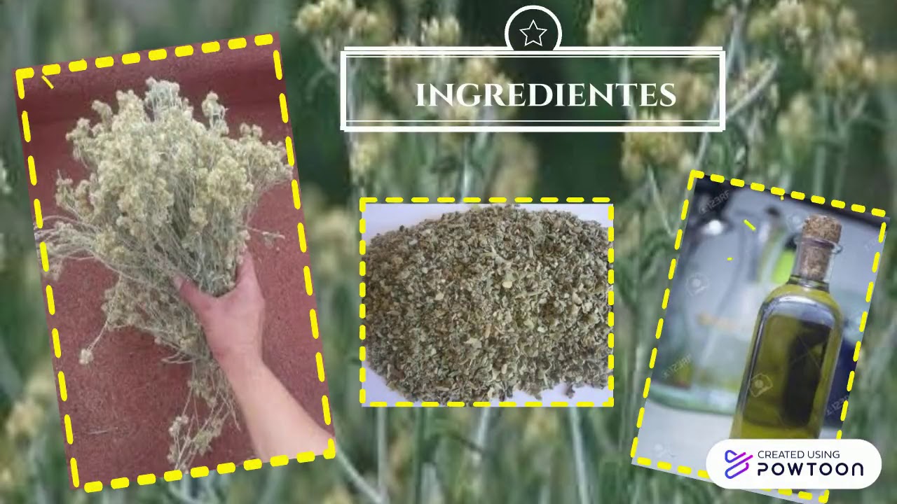 aceite de gordolobo daniela lagunas - YouTube