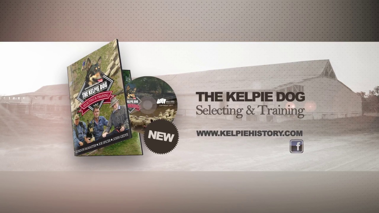 THE KELPIE DOG Selecting & Training Best training program
