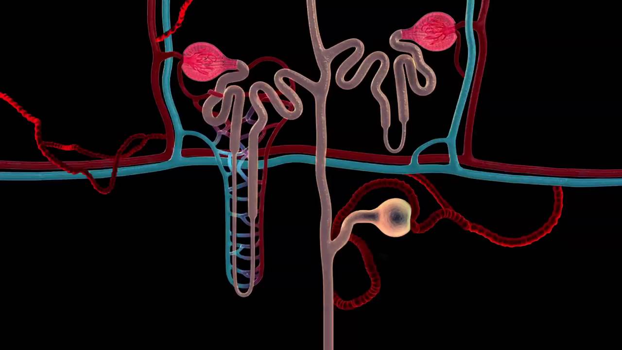 High Blood Pressure and Your Kidneys 